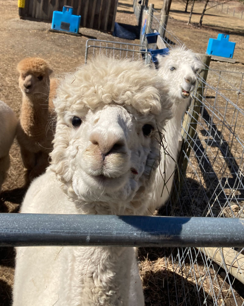 Alpacas: Fleece to meet you - The Columbian