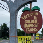 Golden Harvest