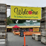 Golden Harvest