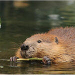 Beaverland