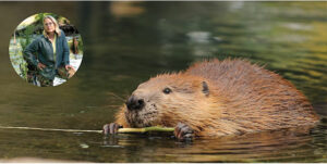 Book Talk: Beaverland: How One Weird Rodent Made America