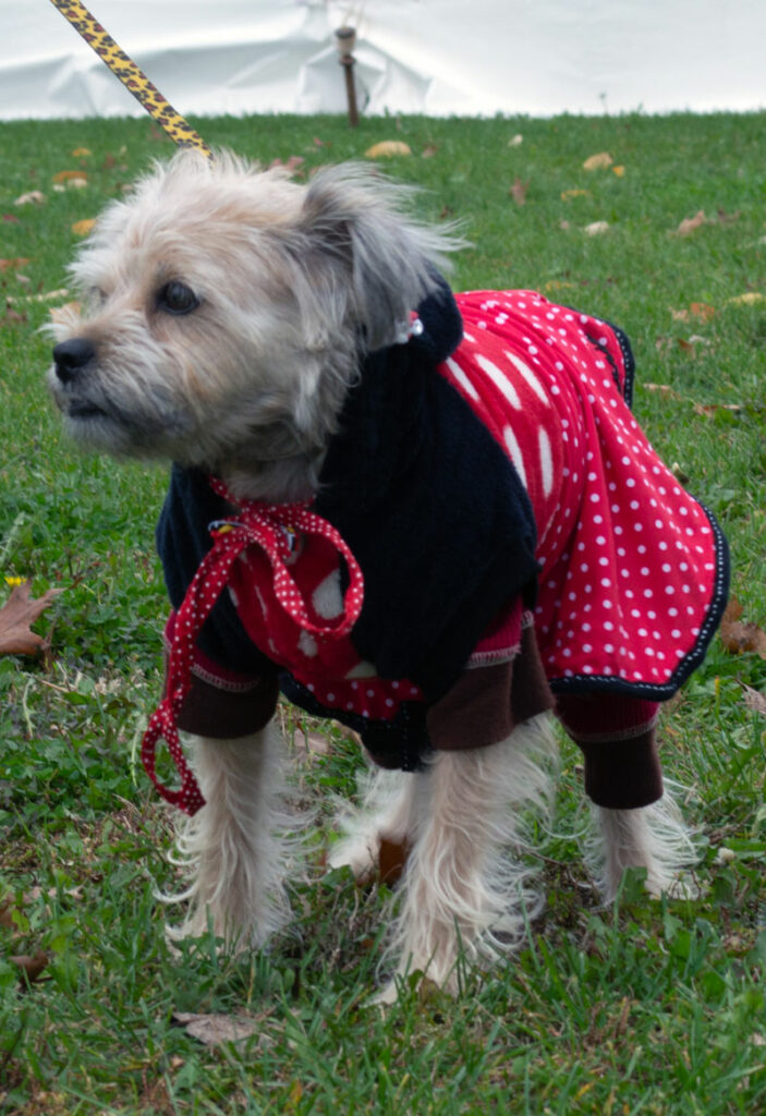 AnimalKind 2023 Dog Costume Contest Photo Credit: Scott Hotaling