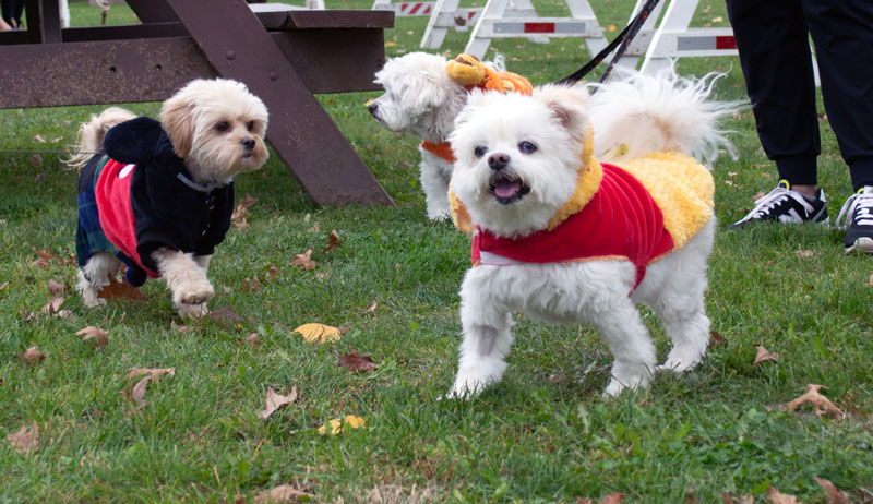 AnimalKind 2023 Dog Costume Contest Photo Credit: Scott Hotaling