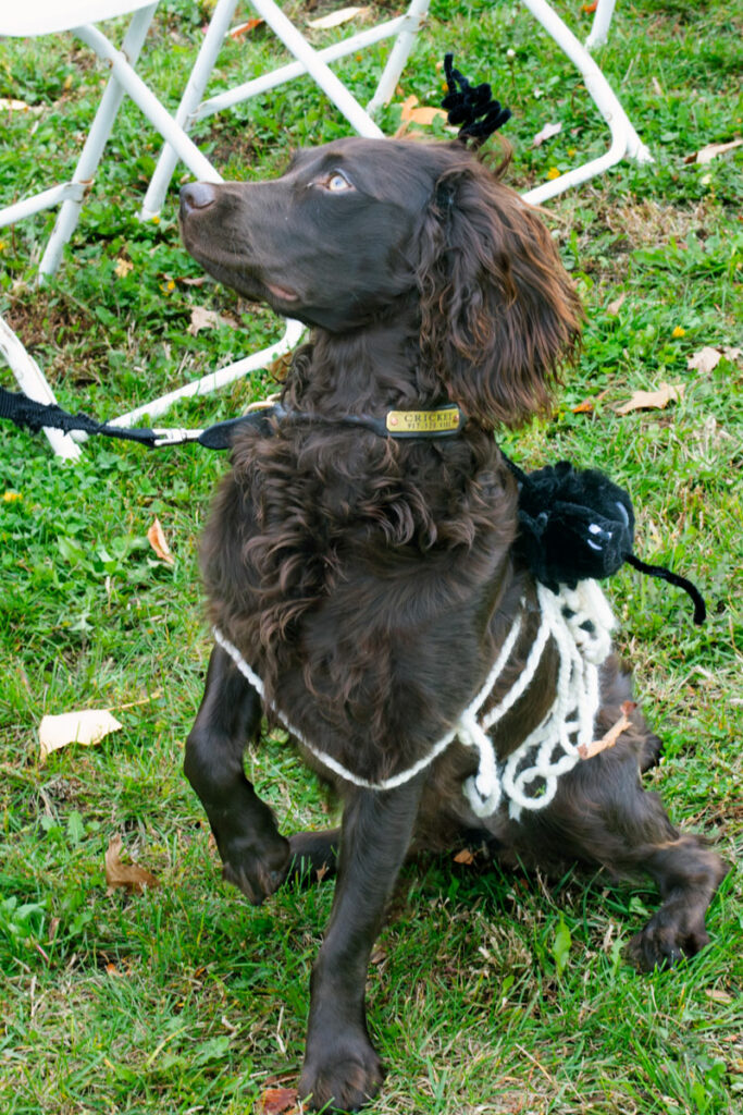 AnimalKind 2023 Dog Costume Contest Photo Credit: Scott Hotaling