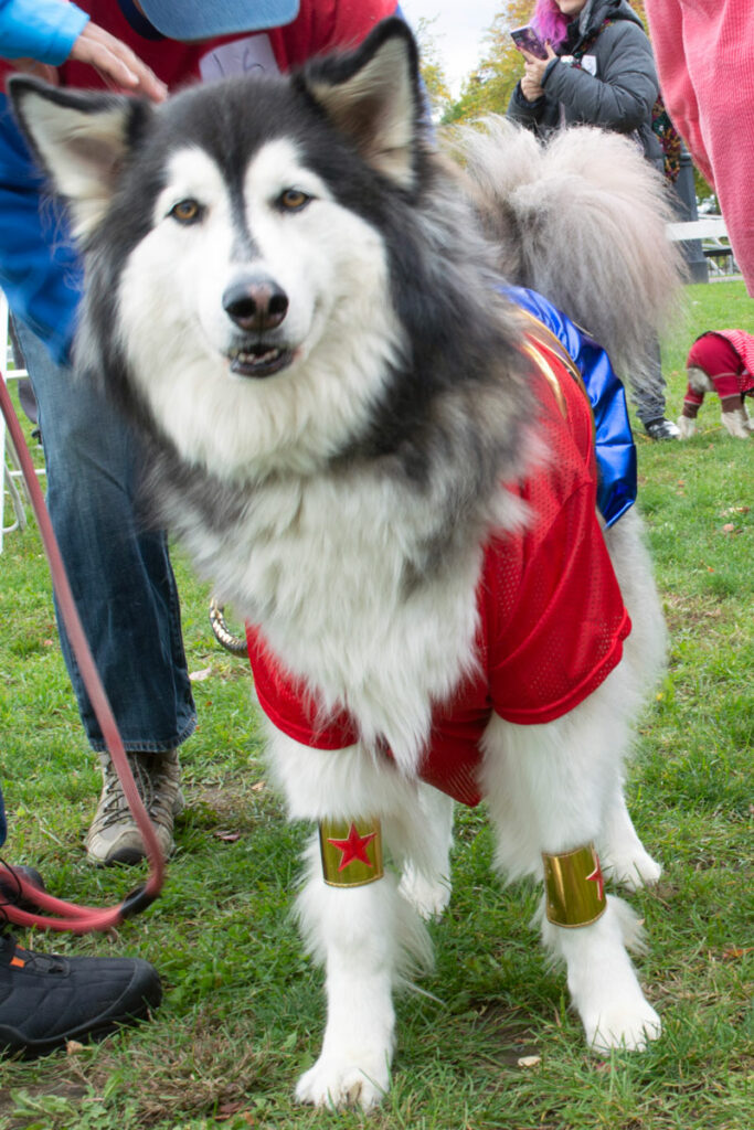 AnimalKind 2023 Dog Costume Contest Photo Credit: Scott Hotaling