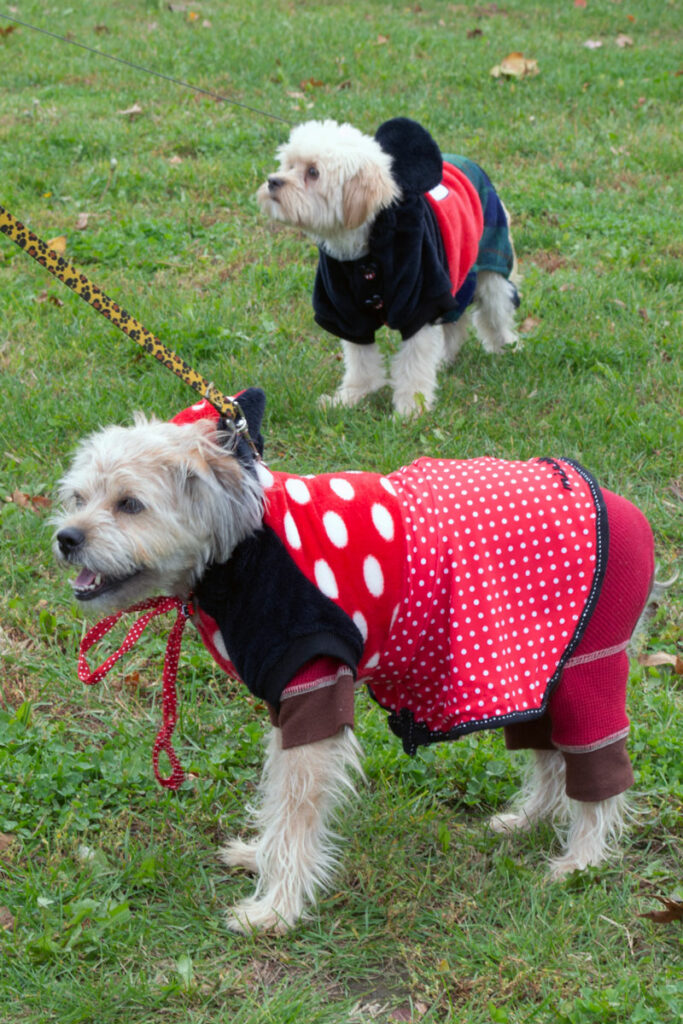 AnimalKind 2023 Dog Costume Contest Photo Credit: Scott Hotaling