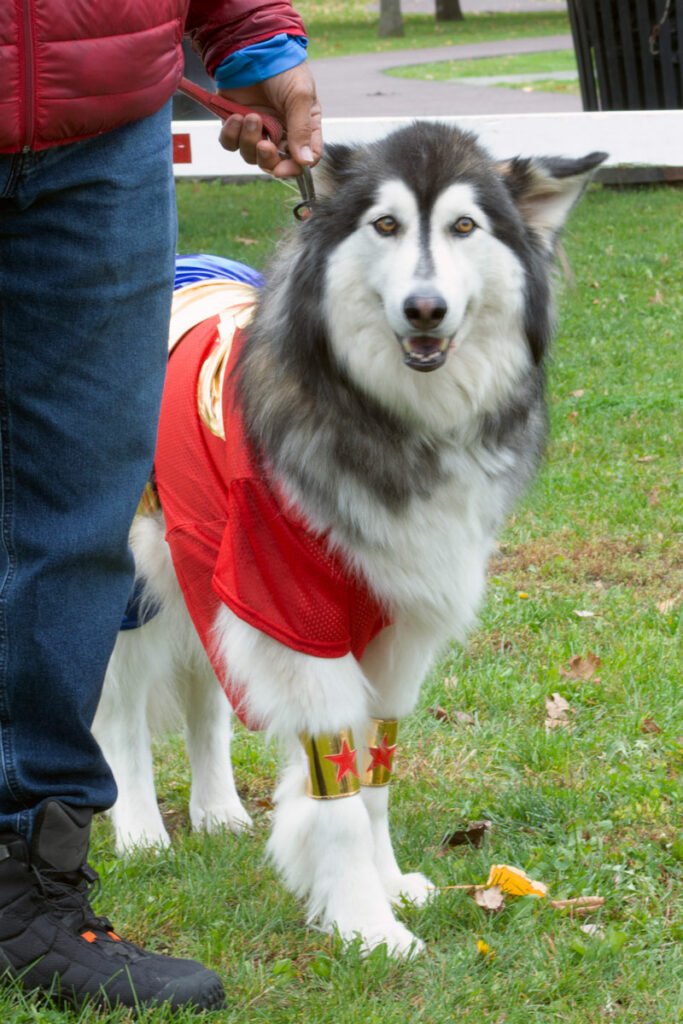 AnimalKind 2023 Dog Costume Contest Photo Credit: Scott Hotaling