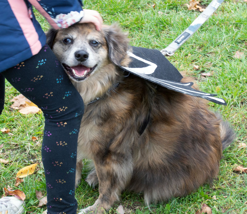 AnimalKind 2023 Dog Costume Contest Photo Credit: Scott Hotaling